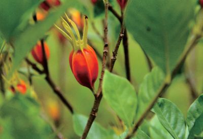 The company's main products include natural pigments, color rich foods, and plant extracts